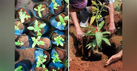 Take Part In This Tree Plantation Drive In Mumbai For A 1000 Trees | LBB