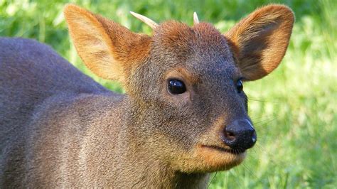 Discover the 4 Smallest Deer Species in the World - A-Z Animals