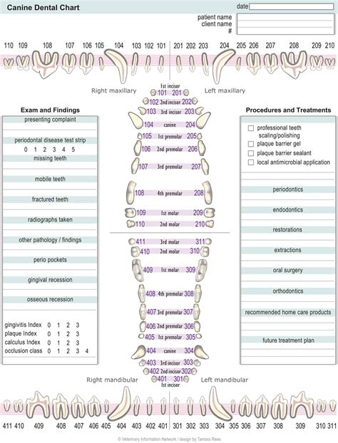 Printable Pdf Canine Dental Chart at Samantha Buck blog