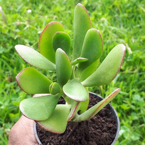 Jade Plant Sale! - Succulent Gallery