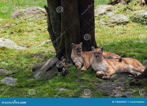 Elegant Cougars Sitting Side by Side in Nature Habitat. Stock Image ...