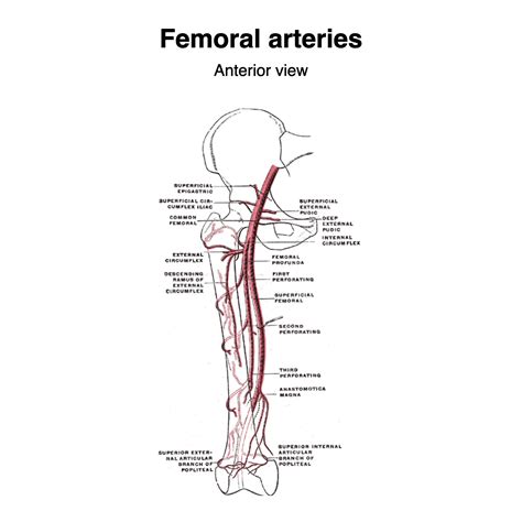 Femoral Artery Supplies Muscles at James Browning blog
