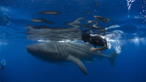 fun animal in: Do Whales Have Gills