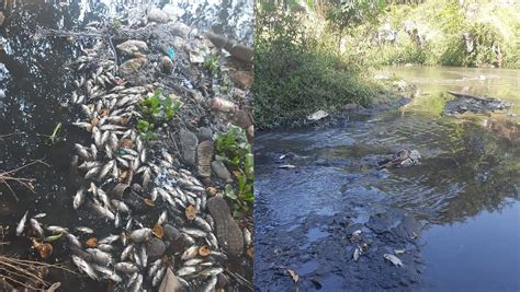 Pune: Dead Fish Found Again At Ram-Mula Confluence, Second Incident In ...