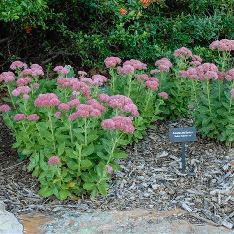 Autumn Joy Sedum