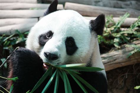 可爱的大熊猫图片-吃竹子的大熊猫素材-高清图片-摄影照片-寻图免费打包下载