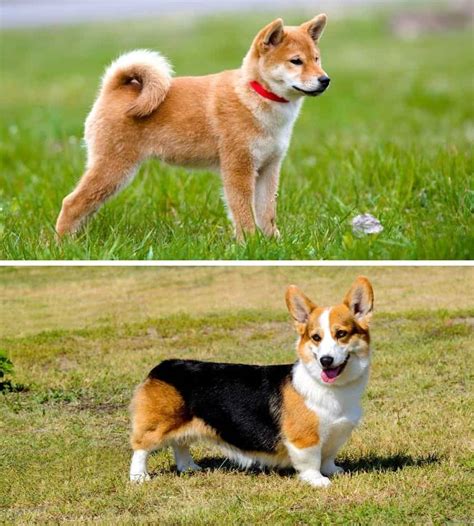 Shiba Inu vs. Corgi: Which Breed is Right For You?