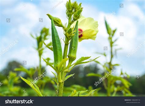Image result for SmartPlant Monitoring System Using Arduino R4 Wi-Fi