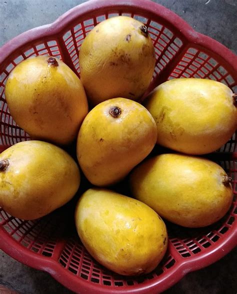 Exotica orchids Jardalu Mango Plant - Grafted : Amazon.in: Garden ...