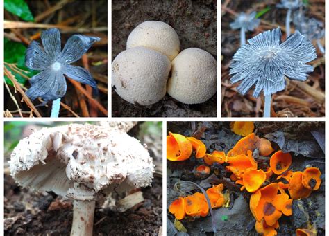 What Are Examples Of Kingdom Fungi at Arlene Ramirez blog