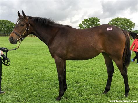 Gran Alegria | Horse Profile, Pedigree, Form, Race Record - netkeiba