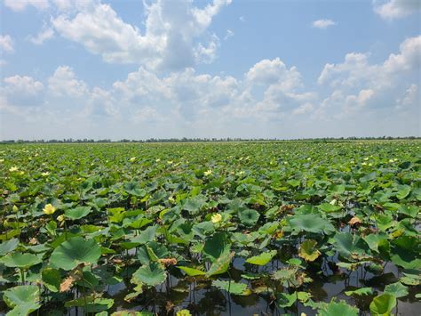 Swamp Tour 的图像结果