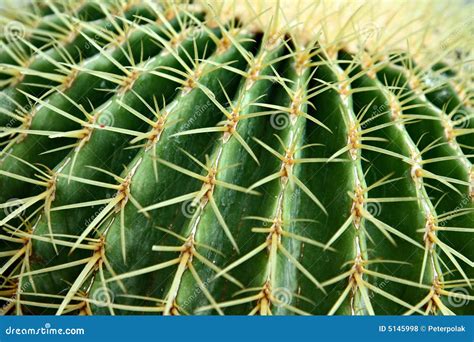 Golden Barrel Cactus, Close-up Stock Photo - Image of grusonii ...