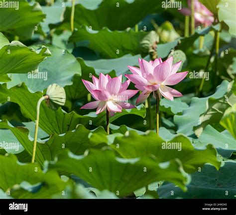 Lotus flower and Lotus flower plants Stock Photo - Alamy