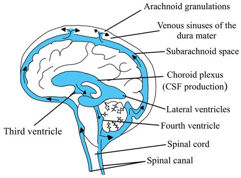 Image result for CSF Tutorial