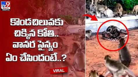 Monkey and Python 的图像结果