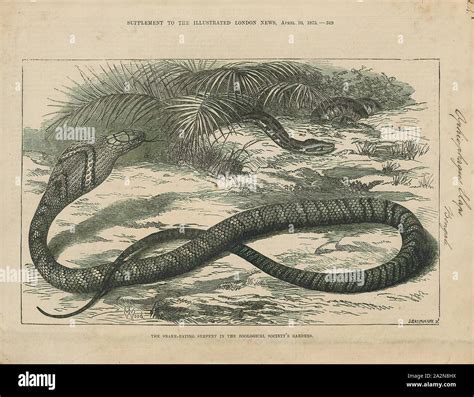 King Cobra Habitat