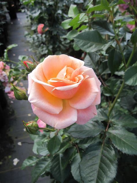 Rosa Peach Melba - Kletterrose Peach Melba - Kordes Rose - ADR Rose