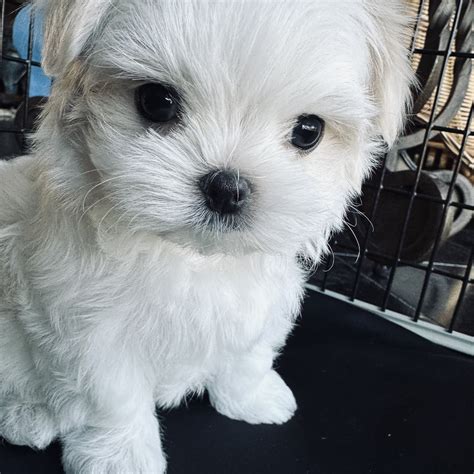 Maltese Puppies For Sale, Maltese Dog Breeder | Jeanerette, Lafayette ...