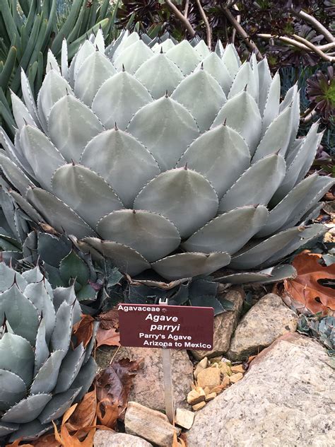 Agave Parryi | Succulents, Plant aesthetic, Cacti and succulents