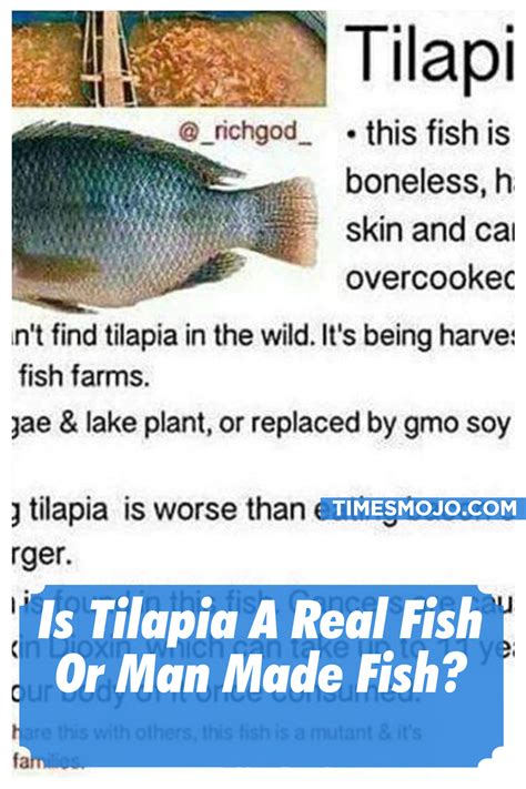 Is Tilapia A Real Fish Or Genetically Engineered at Willie Mixon blog