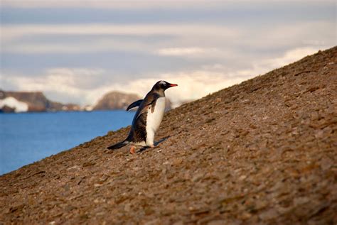 In Ancient Guano, a Record of Penguin Disaster - The New York Times