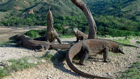 20 Fascinating Facts About the Komodo Dragon, An Animal More Ancient ...