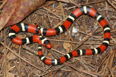 Scarlet Kingsnake