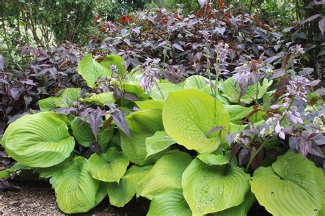 Hosta 'Sum and Substance' – Ballyrobert Gardens