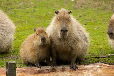 Capybaras as Pets: Can You Do This and… Should You? - The Pet Savvy