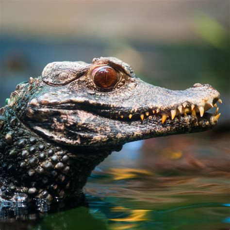 Cuvier's Dwarf Caiman (Paleosuchus palpebrosus) | about animals