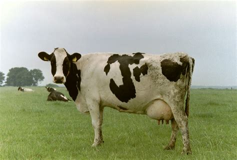 Dandys World Fanart R34 Shelly And Vee Pictures | Download Free Images ...