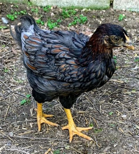 Blue Wyandotte Hen