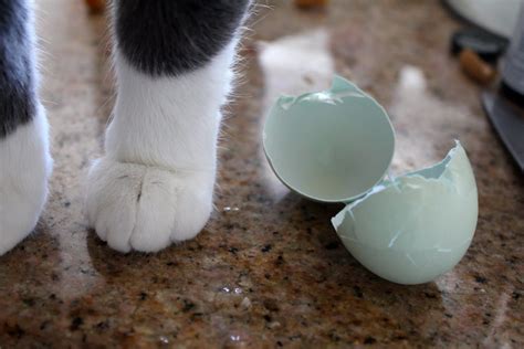 Can Cats Eat Egg Shells