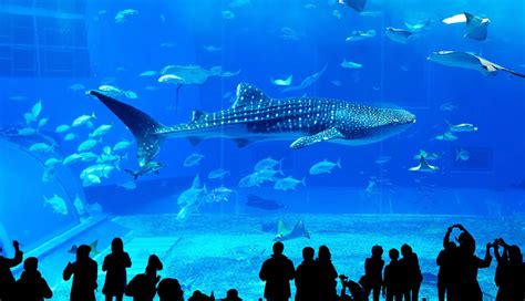 10 Largest Aquariums in the World - lifeberrys.com