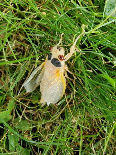 TIL Many believe the reason periodical cicadas emerge in broods at 13 ...