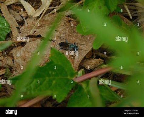 Blue Mud-dauber Wasps (Chalybion) Insecta Stock Photo - Alamy