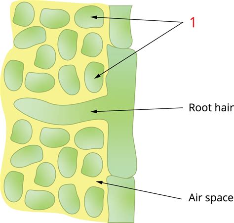 Identify the respiratory structures of plants and cockroaches — task ...