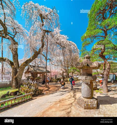 saitama, chichibu - mar 20 2023: Shidarezakura weeping cherry blossoms ...