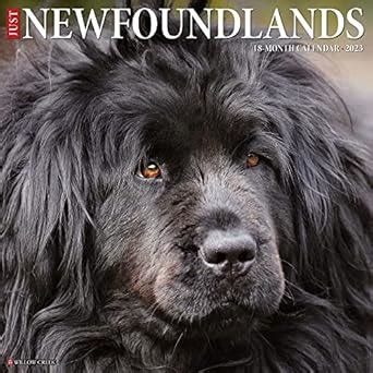 Buy Just Newfoundlands 2023 Wall Calendar Book Online at Low Prices in ...