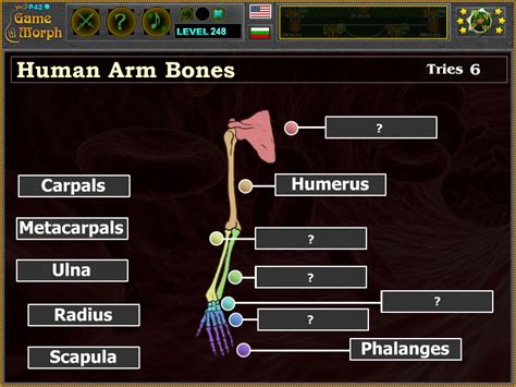 Arm Bones Puzzle Online