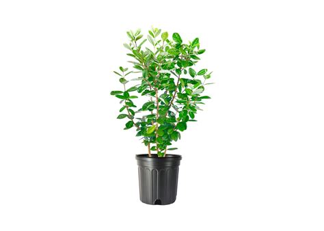 Buy Pineapple Guava | 2 Extra Large 3 Gallon s | Feijoa Sellowiana ...