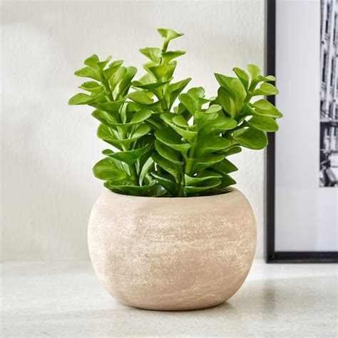 Buy Home Gardening Decor Online At Low Prices - Home Centre