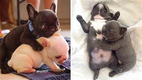 Cute French Bulldog Puppies