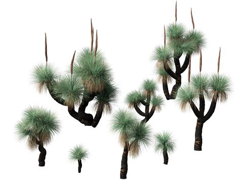 Xanthorrhoea arborea - Broad-leafed Grass Tree 3D Model