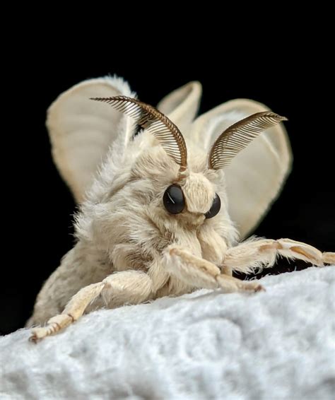 Image result for Moth Corpse Bride Stencil