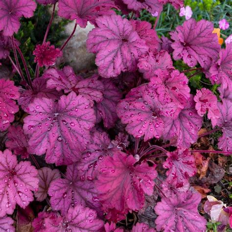 Buy Now! Sugar Plum Heuchera - Heuchera 'Sugar Plum' in 2025 | Shade ...