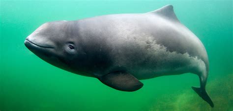 PORPOISES – AN UNFAMILIAR SPECIES – KIIT-Animal & Environmental Welfare ...