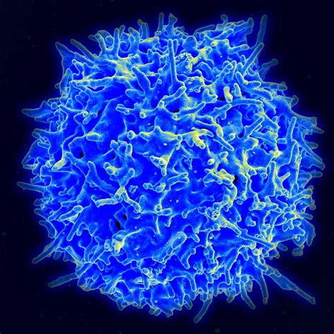 T cells recognize recent SARS-CoV-2 variants | National Institutes of ...