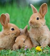 Image result for Red Cute Baby Rabbits